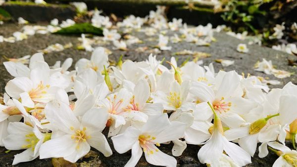 IMG_0350.jpg IMG_0350.jpg