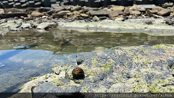 馬岡潮間帶_210528_7.jpg