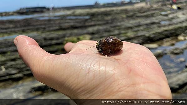 馬岡潮間帶_210528_8.jpg