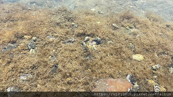 馬岡潮間帶_210528_1.jpg