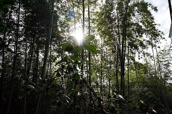 【台中住宿】若茵民宿 Rollin #台中秘境 #台中景觀住宿 雲海、夕陽、夜景、日出 一次滿足 (32).JPG