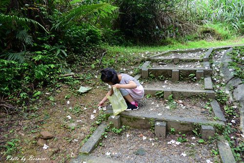 0501 瑪陵桐花10.jpg