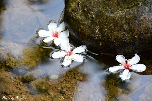 0501 瑪陵桐花06.jpg