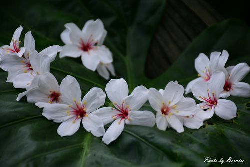 0501 瑪陵桐花12.jpg