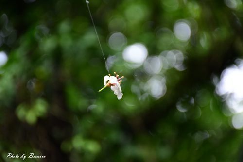 0501 瑪陵桐花13.jpg