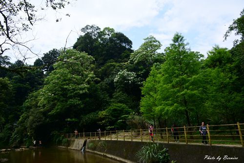 0501 瑪陵桐花03.jpg