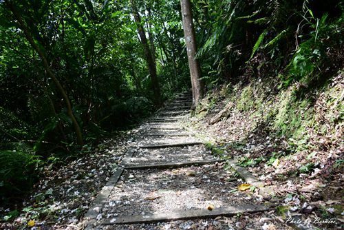 0501 瑪陵桐花19.jpg