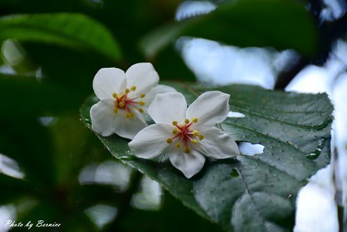 0501 瑪陵桐花15.jpg