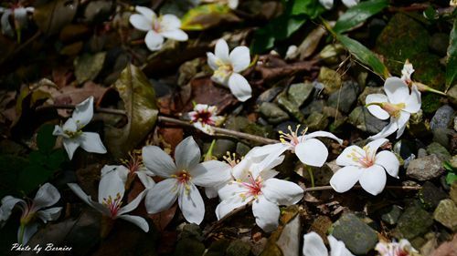 0501 瑪陵桐花17.jpg