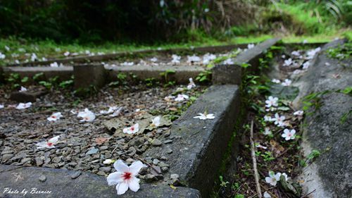 0501 瑪陵桐花11.jpg