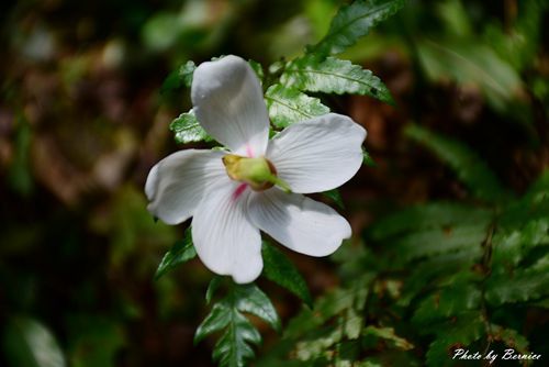 0501 瑪陵桐花16.jpg