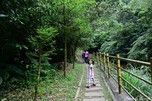 0501 瑪陵桐花09.jpg