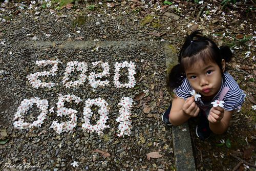 0501 瑪陵桐花18.jpg