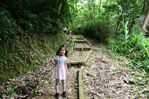 0501 瑪陵桐花07.jpg