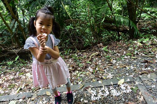 0501 瑪陵桐花20.jpg