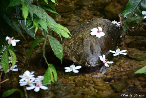 0501 瑪陵桐花05.jpg