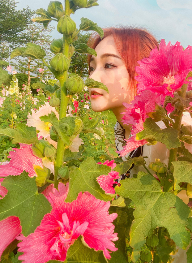 台北蜀葵之森。春日賞花趣|6000朵蜀葵花河濱公園爛漫綻放