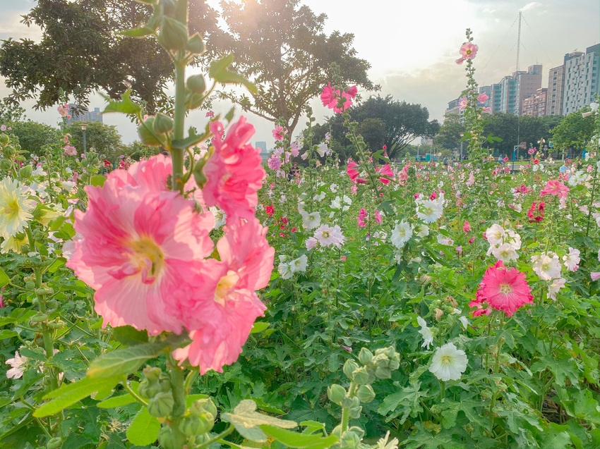 台北蜀葵之森。春日賞花趣|6000朵蜀葵花河濱公園爛漫綻放