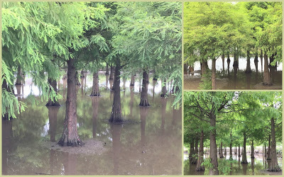 蘆竹落羽松秘境就在[双源魚菜蚯共生農場]旁，水中倒影美不勝收