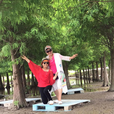 蘆竹落羽松秘境就在[双源魚菜蚯共生農場]旁，水中倒影美不勝收