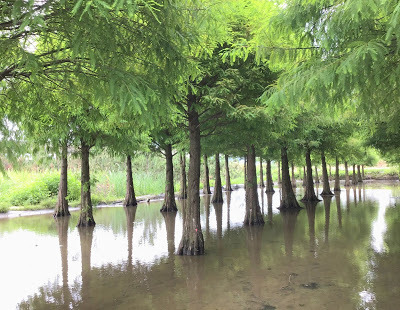 蘆竹落羽松秘境就在[双源魚菜蚯共生農場]旁，水中倒影美不勝收