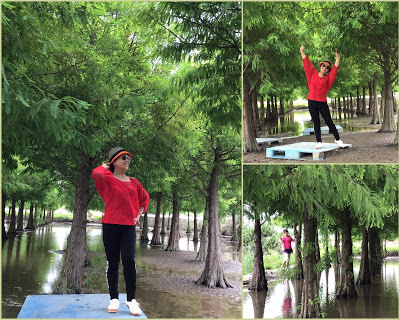 蘆竹落羽松秘境就在[双源魚菜蚯共生農場]旁，水中倒影美不勝收