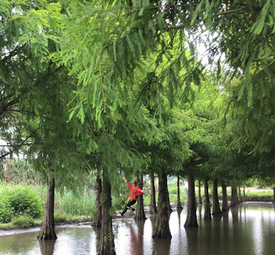 蘆竹落羽松秘境就在[双源魚菜蚯共生農場]旁，水中倒影美不勝收