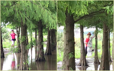 蘆竹落羽松秘境就在[双源魚菜蚯共生農場]旁，水中倒影美不勝收