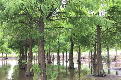 蘆竹落羽松秘境就在[双源魚菜蚯共生農場]旁，水中倒影美不勝收