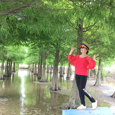 蘆竹落羽松秘境就在[双源魚菜蚯共生農場]旁，水中倒影美不勝收