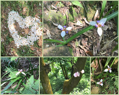 善妹好友團暢遊[鶯歌山] 為善最樂