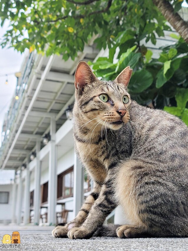 貓空生活在他方，有喵的地方超讚!貓空人氣排隊名店，營業到半夜兩點，就算到貓空夜衝也沒問題
