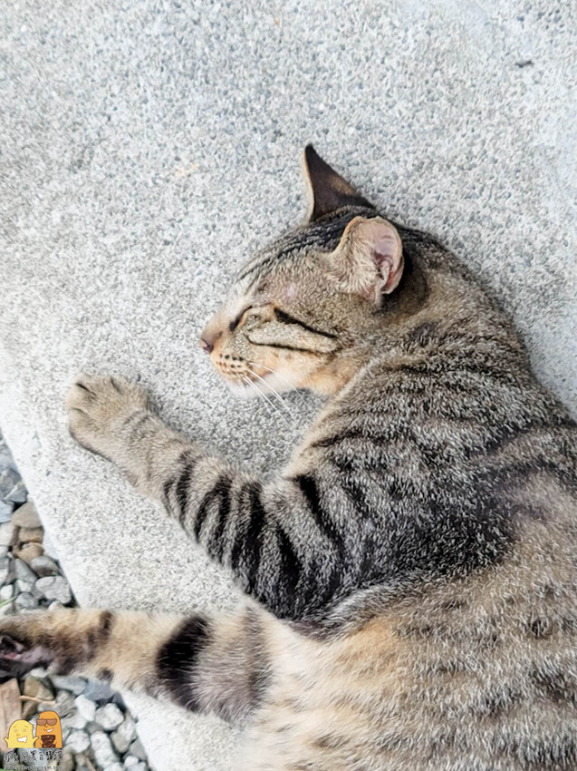 貓空生活在他方，有喵的地方超讚!貓空人氣排隊名店，營業到半夜兩點，就算到貓空夜衝也沒問題
