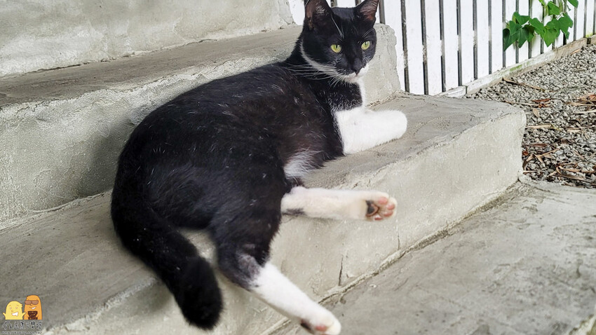 貓空生活在他方，有喵的地方超讚!貓空人氣排隊名店，營業到半夜兩點，就算到貓空夜衝也沒問題