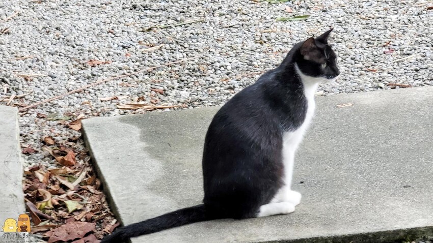 貓空生活在他方，有喵的地方超讚!貓空人氣排隊名店，營業到半夜兩點，就算到貓空夜衝也沒問題