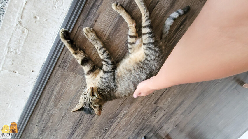 貓空生活在他方，有喵的地方超讚!貓空人氣排隊名店，營業到半夜兩點，就算到貓空夜衝也沒問題