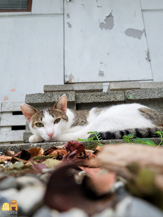貓空生活在他方，有喵的地方超讚!貓空人氣排隊名店，營業到半夜兩點，就算到貓空夜衝也沒問題