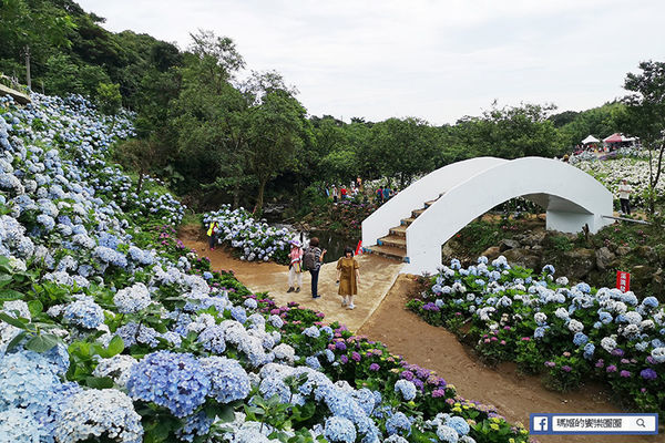 2020繡球花季【高家繡球花第三園區】萬里繡球花田/藍白繡球花田/網紅婚紗拍照景點