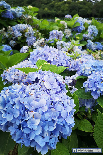 2020繡球花季【高家繡球花第三園區】萬里繡球花田/藍白繡球花田/網紅婚紗拍照景點