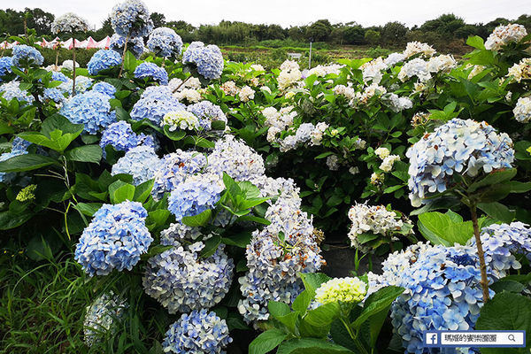 2020繡球花季【高家繡球花第三園區】萬里繡球花田/藍白繡球花田/網紅婚紗拍照景點