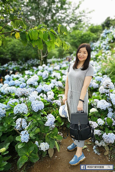 2020繡球花季【高家繡球花第三園區】萬里繡球花田/藍白繡球花田/網紅婚紗拍照景點