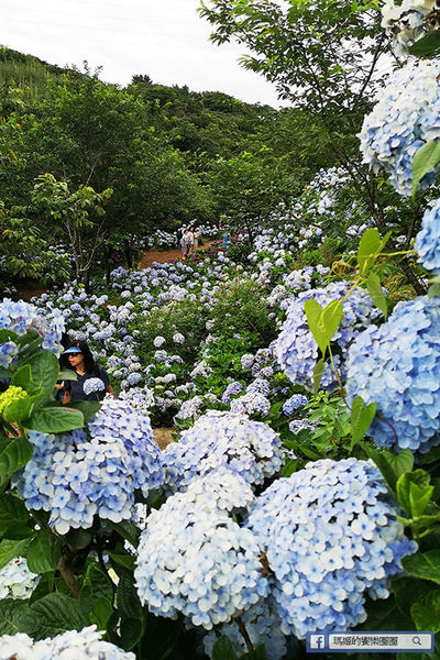 2020繡球花季【高家繡球花第三園區】萬里繡球花田/藍白繡球花田/網紅婚紗拍照景點