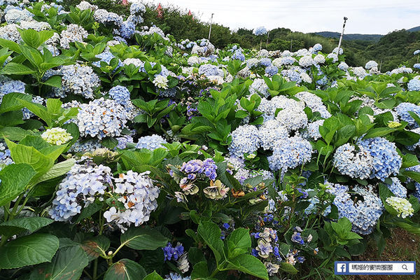 2020繡球花季【高家繡球花第三園區】萬里繡球花田/藍白繡球花田/網紅婚紗拍照景點
