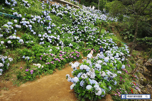 2020繡球花季【高家繡球花第三園區】萬里繡球花田/藍白繡球花田/網紅婚紗拍照景點
