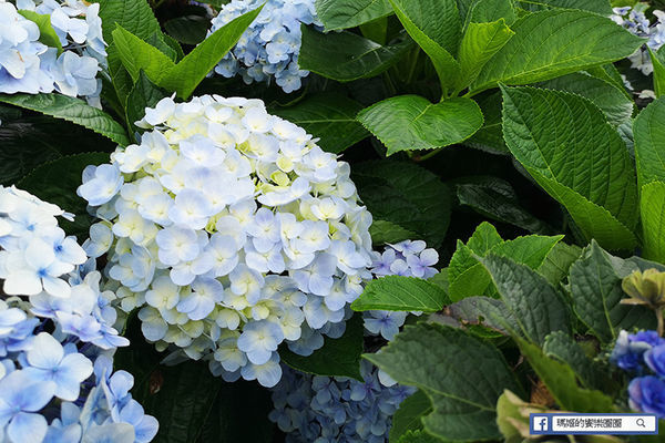 2020繡球花季【高家繡球花第三園區】萬里繡球花田/藍白繡球花田/網紅婚紗拍照景點