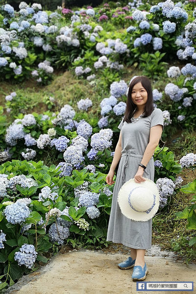 2020繡球花季【高家繡球花第三園區】萬里繡球花田/藍白繡球花田/網紅婚紗拍照景點