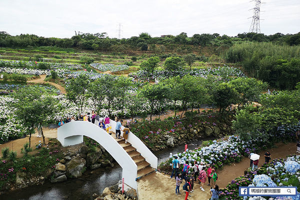 2020繡球花季【高家繡球花第三園區】萬里繡球花田/藍白繡球花田/網紅婚紗拍照景點