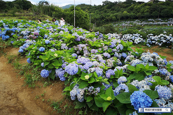 2020繡球花季【高家繡球花第三園區】萬里繡球花田/藍白繡球花田/網紅婚紗拍照景點
