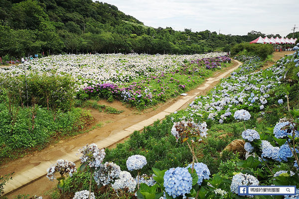 2020繡球花季【高家繡球花第三園區】萬里繡球花田/藍白繡球花田/網紅婚紗拍照景點
