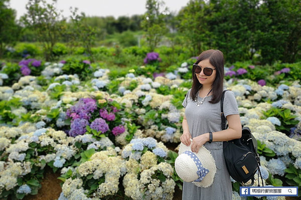 2020繡球花季【高家繡球花第三園區】萬里繡球花田/藍白繡球花田/網紅婚紗拍照景點
